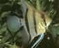 MELEK (Pterophyllum Scalare)