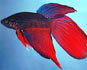 BETA (Betta Splendens)