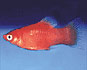 PLATY (Xiphophorus Maculatus)