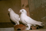 Süt Beyaz Güvercinler