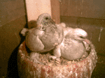 Mermeri Güvercin Yavruları