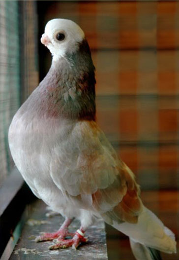 Baska Güvercini