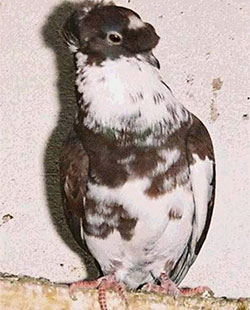Bayburt Güvercini