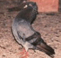 Trabzon Güvercini