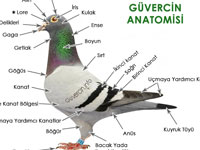 Güvercin Anatomisi