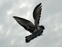 Güvercin Uçurma Zamanı