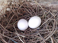 Güvercin Yumurtası Kaç Günde Çıkar