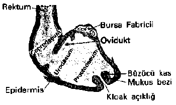 Ön Miğde ve Kaslı Miğde (Taşlık)