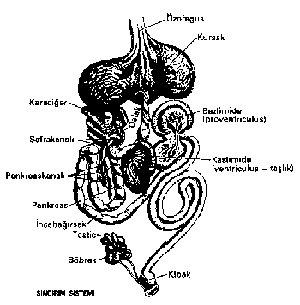 Güvercin İç Organları