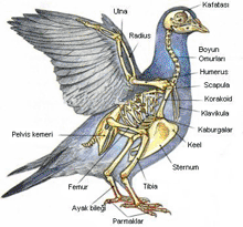 Güvercinlerin İskelet Yapıları