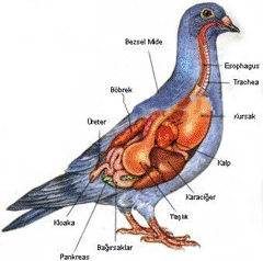 Güvercinlerin Vücut Yapıları