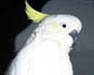 COCKATOO