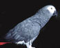 GREY PARROT