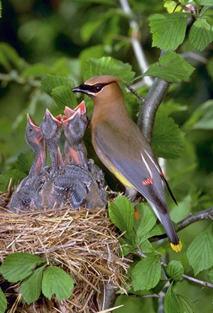 Kuşlar (Aves)